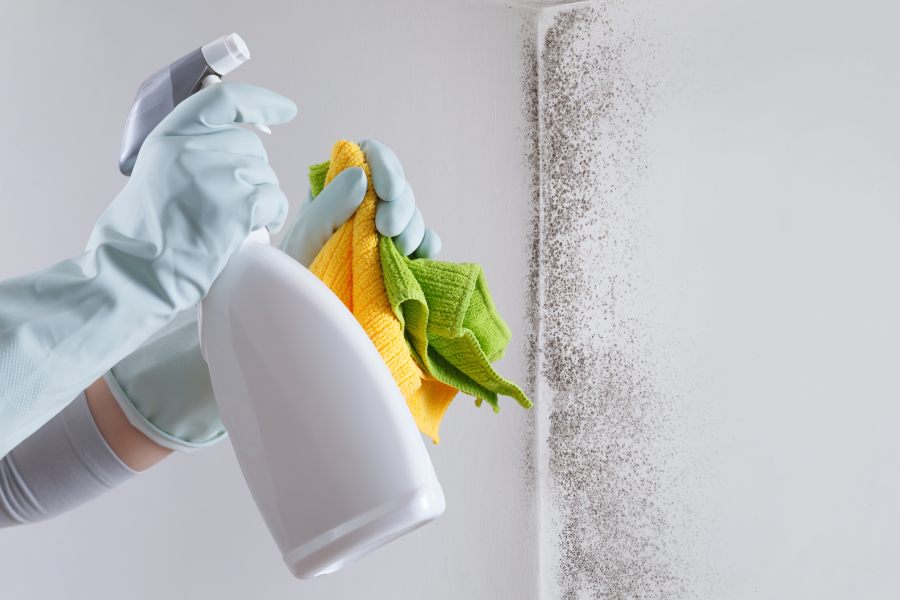 Mold Prevention and Remediation